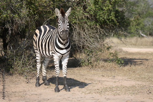 Steppenzebra   Burchell  s Zebra   Equus burchellii