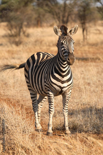 Steppenzebra / Burchell´s Zebra / Equus burchellii © Ludwig
