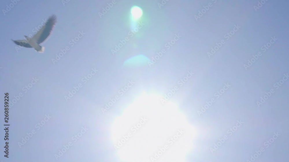 Seagull flying through the sky with beautiful blue sky background and a bright sun. Seagull flying through the sky with beautiful blue sky background and a bright sun.