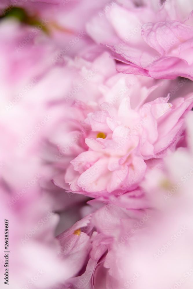 Close Up Macro Of Cherry Tree Pink Blossom Close Up Macro Of Cherry Tree Pink Blossom
