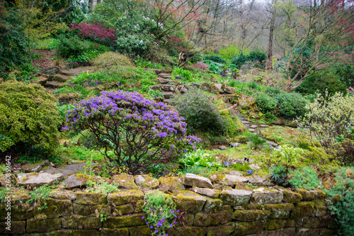 Obraz na płótnie A beautiful landscape with shrub with purple flowers w salonie