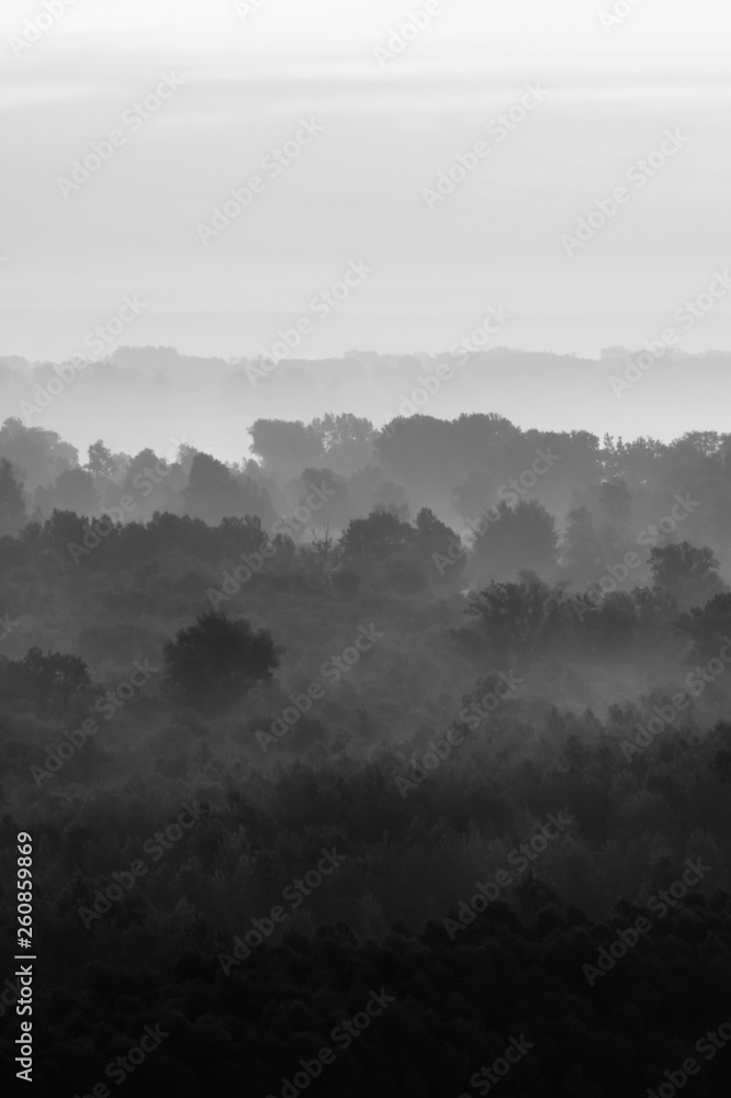 Fototapeta premium Mystical view on forest under haze at early morning. Eerie mist among layers from trees silhouettes in taiga in monochrome. Calm atmospheric minimalistic monochrome landscape of majestic nature.
