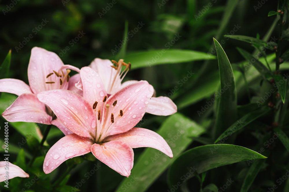 Beautiful flowering pink lily in macro. Amazing picturesque wet blooming flower close-up. Raindrops on colorful plant. Wonderful european perfume flower with dew drops. Droplets on pink petals.