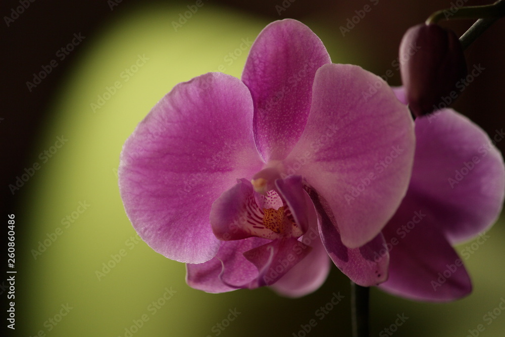 Orquídea phalaenopsis