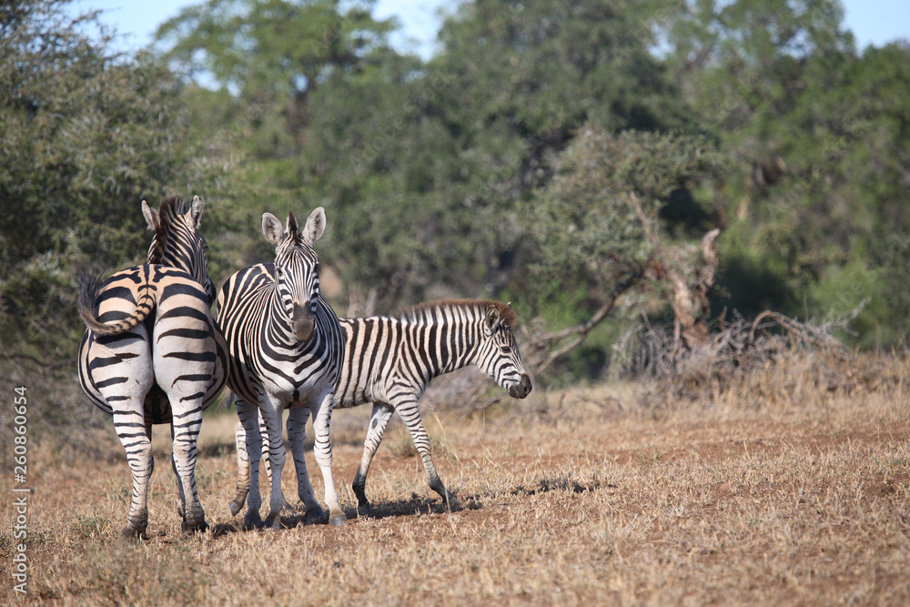 Obraz premium Steppenzebra / Burchell´s Zebra / Equus burchellii