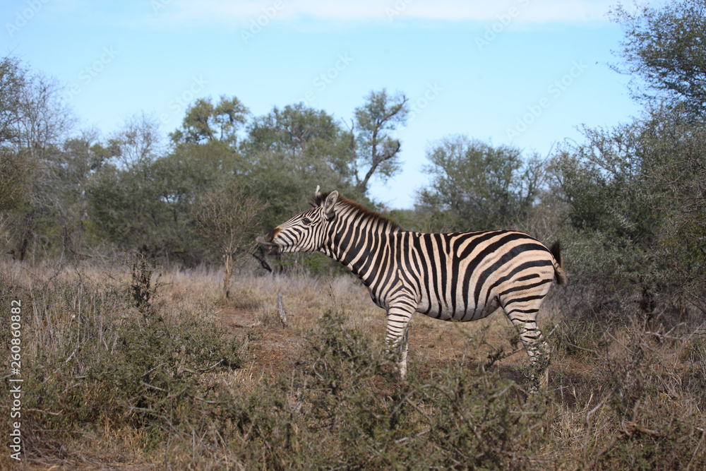 Obraz premium Steppenzebra / Burchell´s Zebra / Equus burchellii