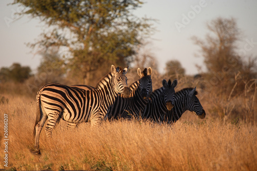 Steppenzebra - Burchell s Zebra