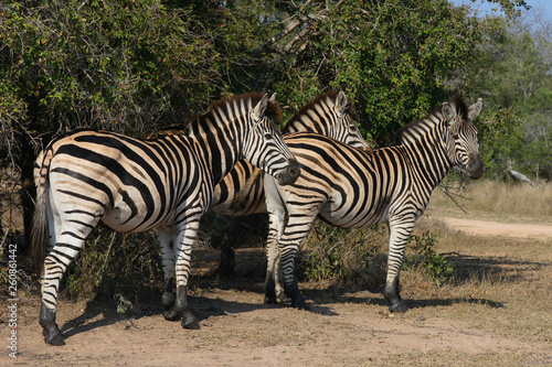 Steppenzebra / Burchell´s Zebra / Equus burchellii © Ludwig