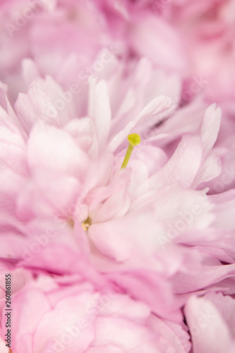 Close Up Macro Of Cherry Tree Pink Blossom 