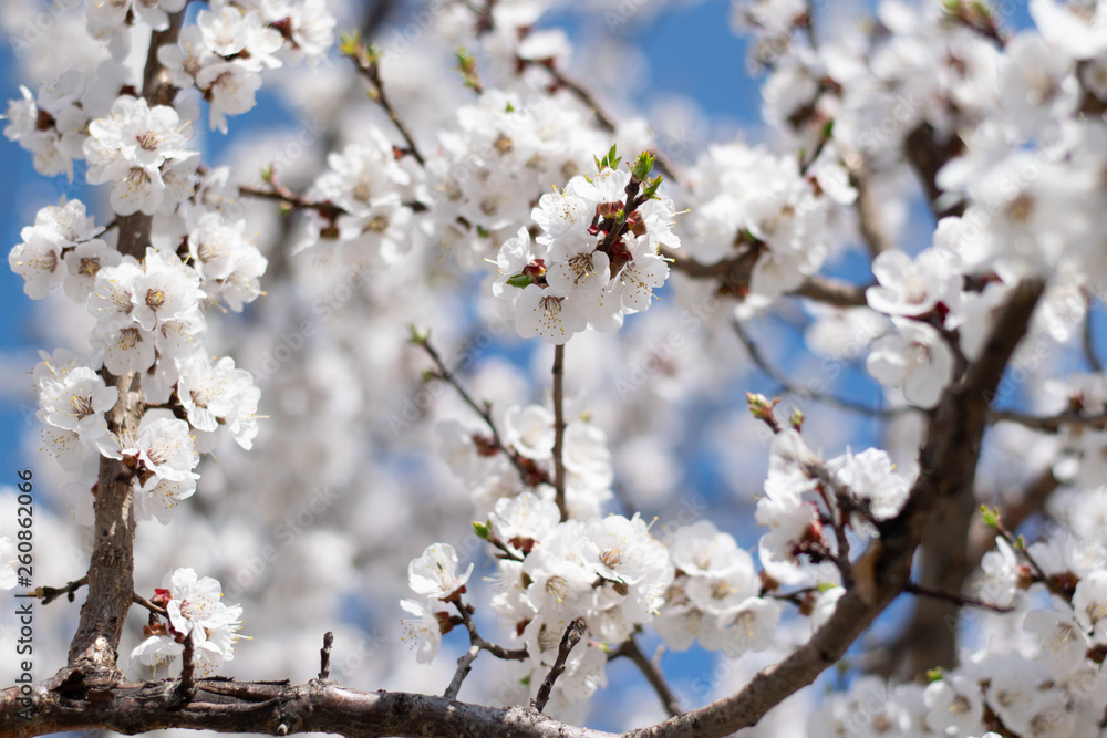 Sakura branches on the background of clear blue sky in spring Sakura branches on the background of clear blue sky in spring