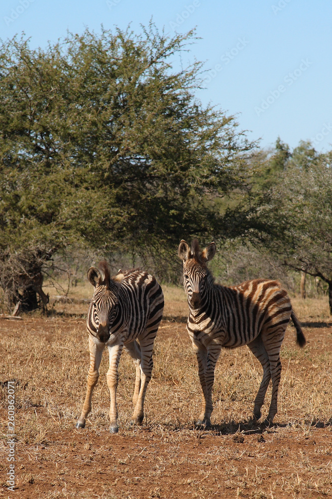Obraz premium Giraffe / Giraffe / Giraffa Camelopardalis