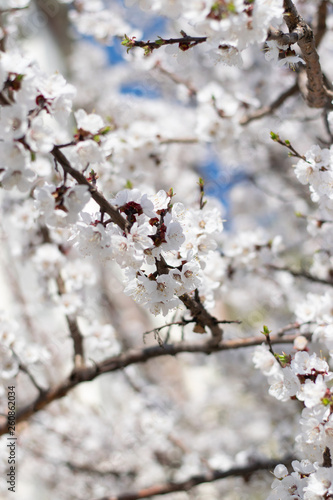 Fototapeta Naklejka Na Ścianę i Meble -  Sakura branches on the background of clear blue sky in spring