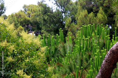 Various plants and flowers in Park Güell, Barcelona, Spain. Selective focus.