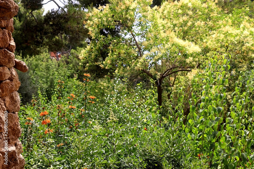 Various plants and flowers in Park Güell, Barcelona, Spain. Selective focus.