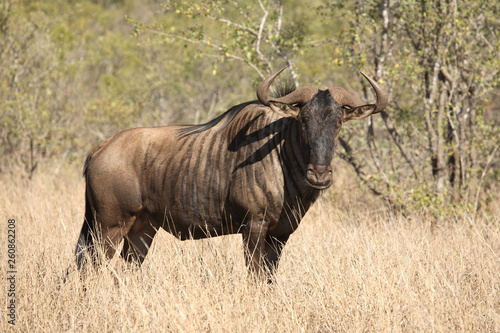 Streifengnu   Blue Wildebeest   Connochaetes taurinus