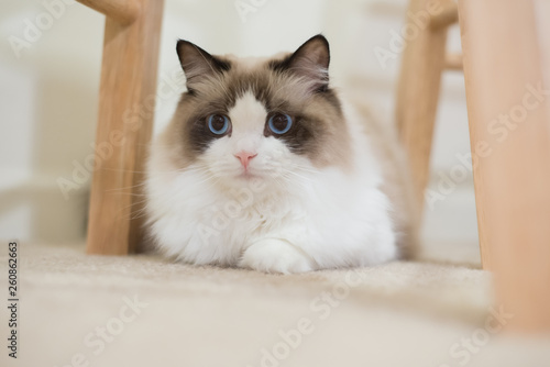 Ragdoll 