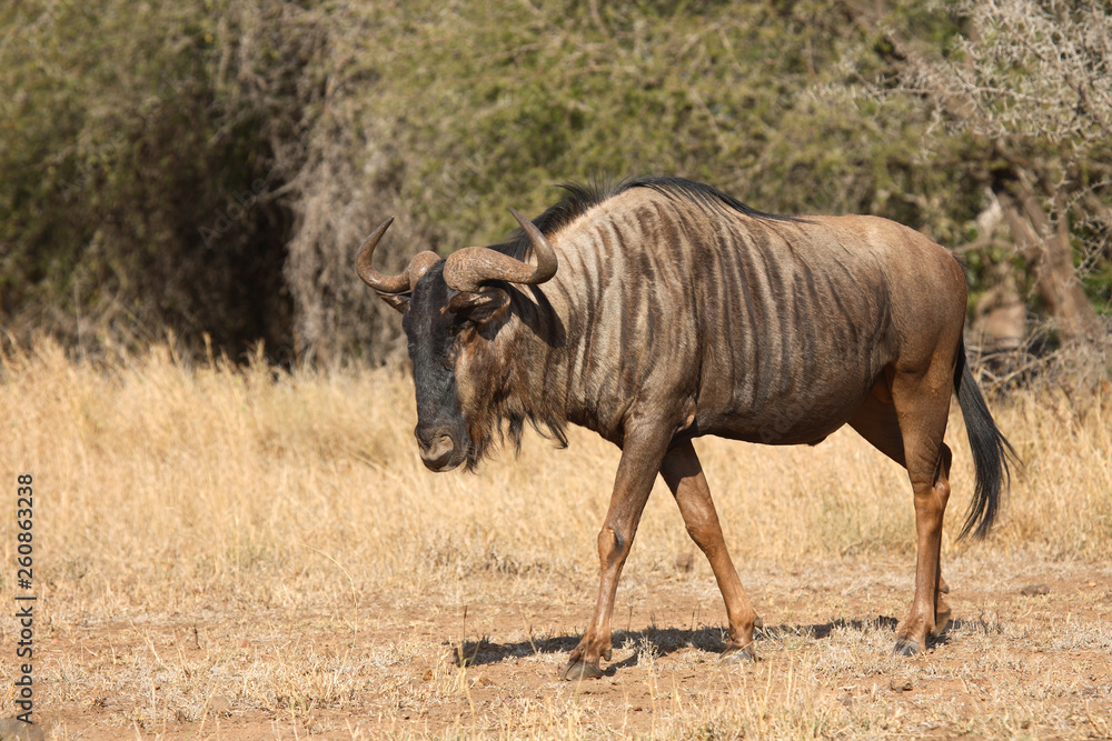 Streifengnu / Blue Wildebeest / Connochaetes taurinus