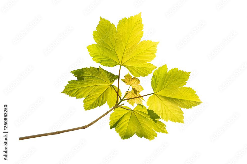 Fototapeta premium Maple tree green spring branch isolated on white