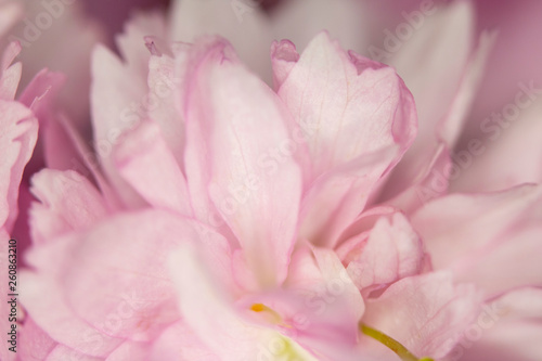 Close Up Macro Of Cherry Tree Pink Blossom © squeebcreative
