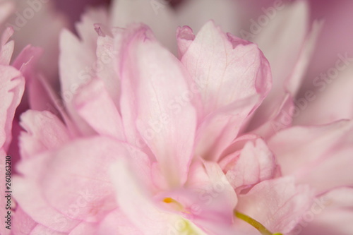 Close Up Macro Of Cherry Tree Pink Blossom 