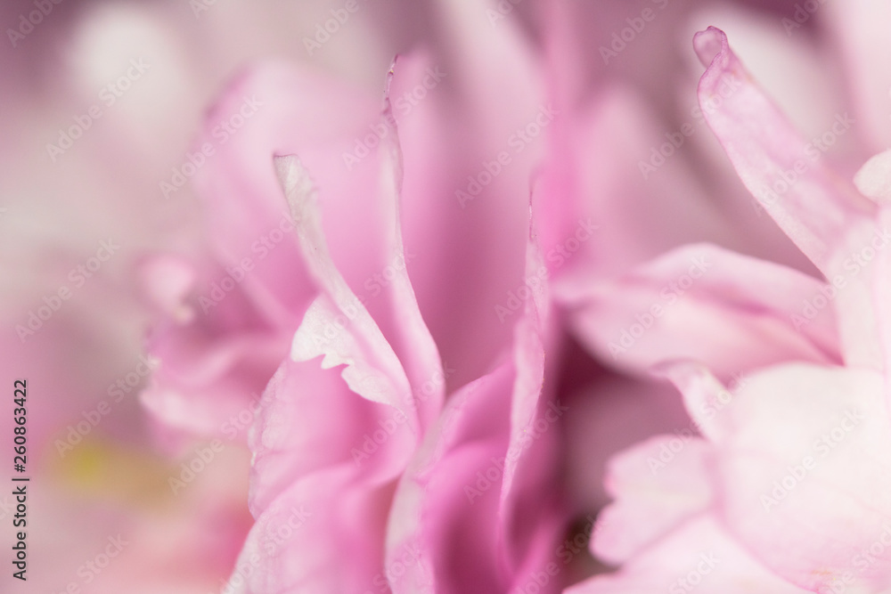 Close Up Macro Of Cherry Tree Pink Blossom 