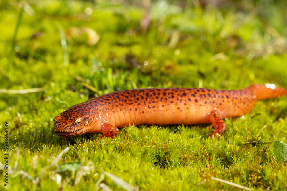 Northern red salamander - Pseudotriton ruber Northern red salamander - Pseudotriton ruber