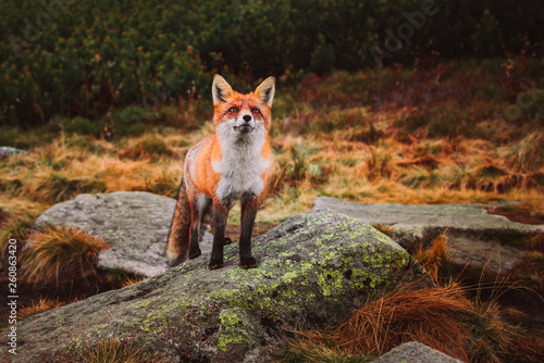 Young Red Fox in the Wild