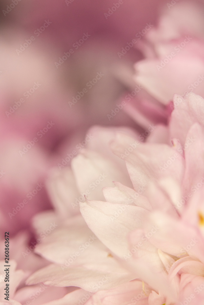 Close Up Macro Of Cherry Tree Pink Blossom 