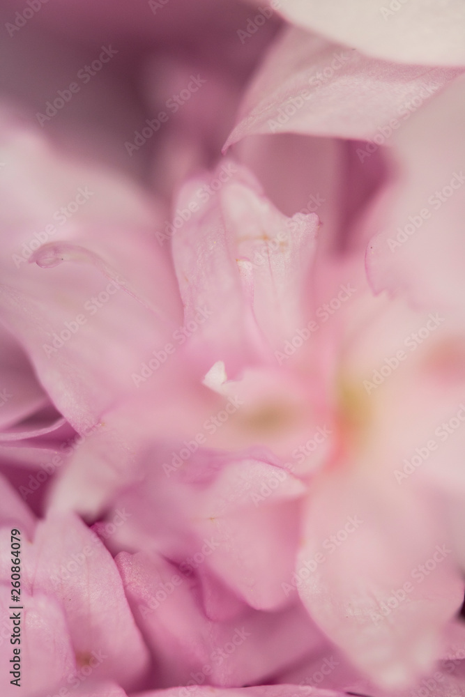 Close Up Macro Of Cherry Tree Pink Blossom Close Up Macro Of Cherry Tree Pink Blossom