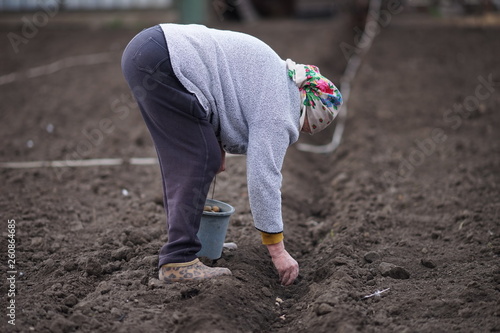 Elderly woman plants potatoes in spring garden.