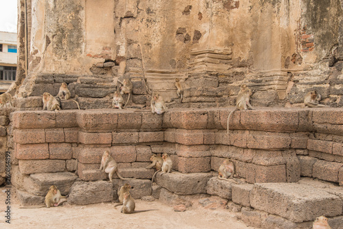 Any monkeys at Phra Prang Sam Yod temple in Lopburi, Thailand, Asia photo