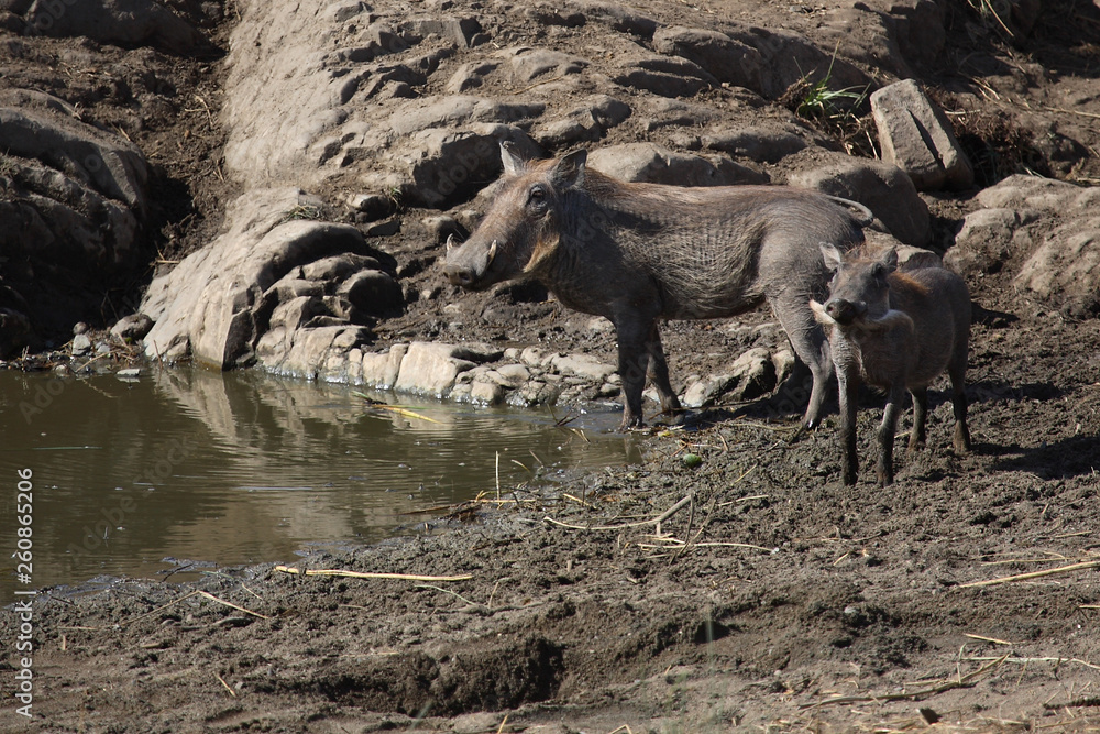Warzenschwein / Warthog / Phacochoerus africanus. Warzenschwein / Warthog / Phacochoerus africanus.