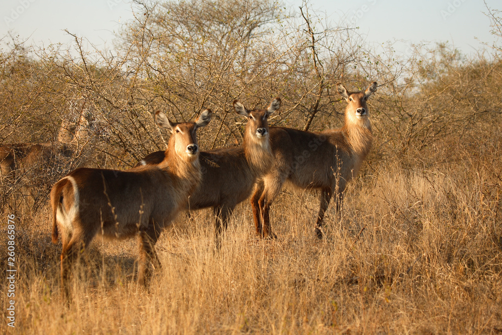 Naklejka premium Wasserbock / Waterbuck / Kobus ellipsiprymnus