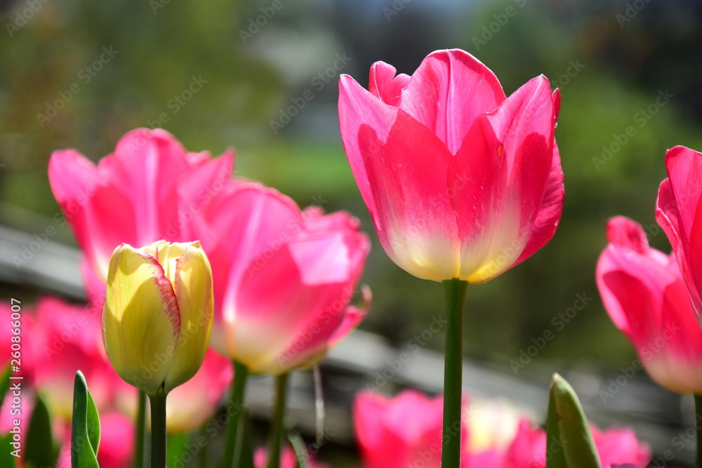 Pinke Tulpen - Blütezeit in Südtirol