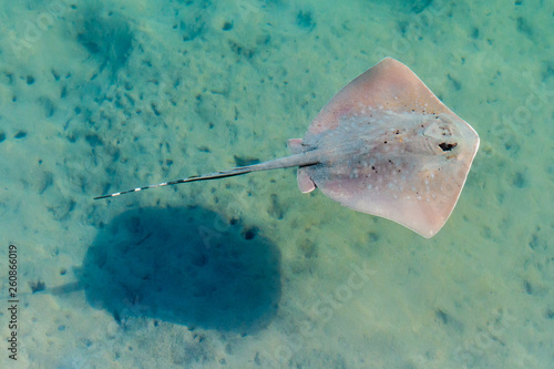 Harbour Wanderer - A bluespotted stingray  whose poisonous spines can inflict very painful wounds  plies the shallows. Coffs Harbour  New South Wales  Australia