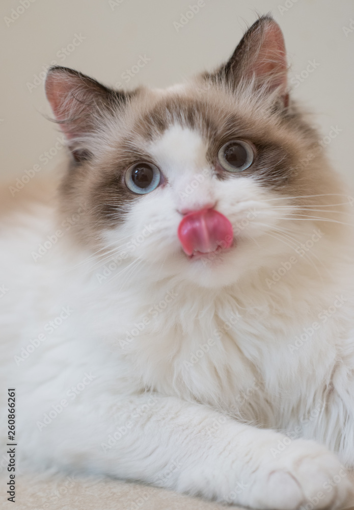 Ragdoll Ragdoll