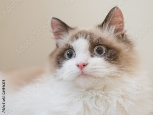 Ragdoll