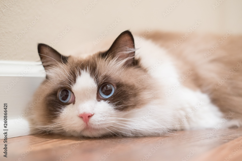 Fototapeta premium Ragdoll