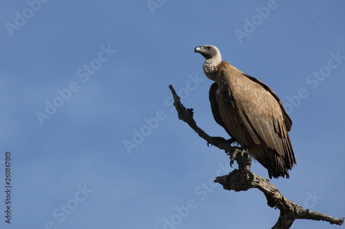 Weißrückengeier / White-backed Vulture / Gyps africanus