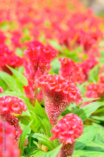 Red Celosia argente flower background. Nature flower and outdoor background