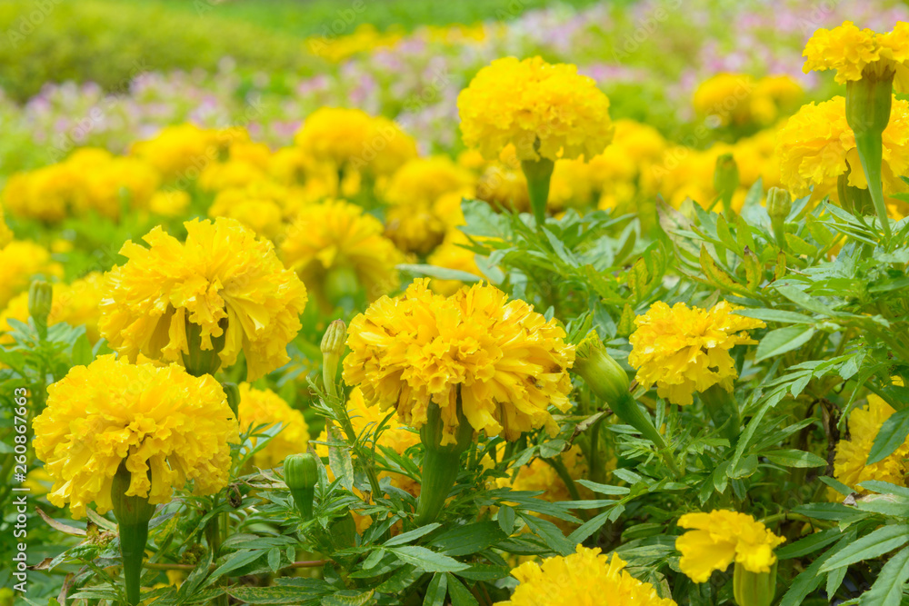 Yellow marigold flower blossom in garden. Nature flower and outdoor background Yellow marigold flower blossom in garden. Nature flower and outdoor background