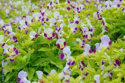 Otacanthus coeruleus blossom flower background. Nature flower and outdoor background photo