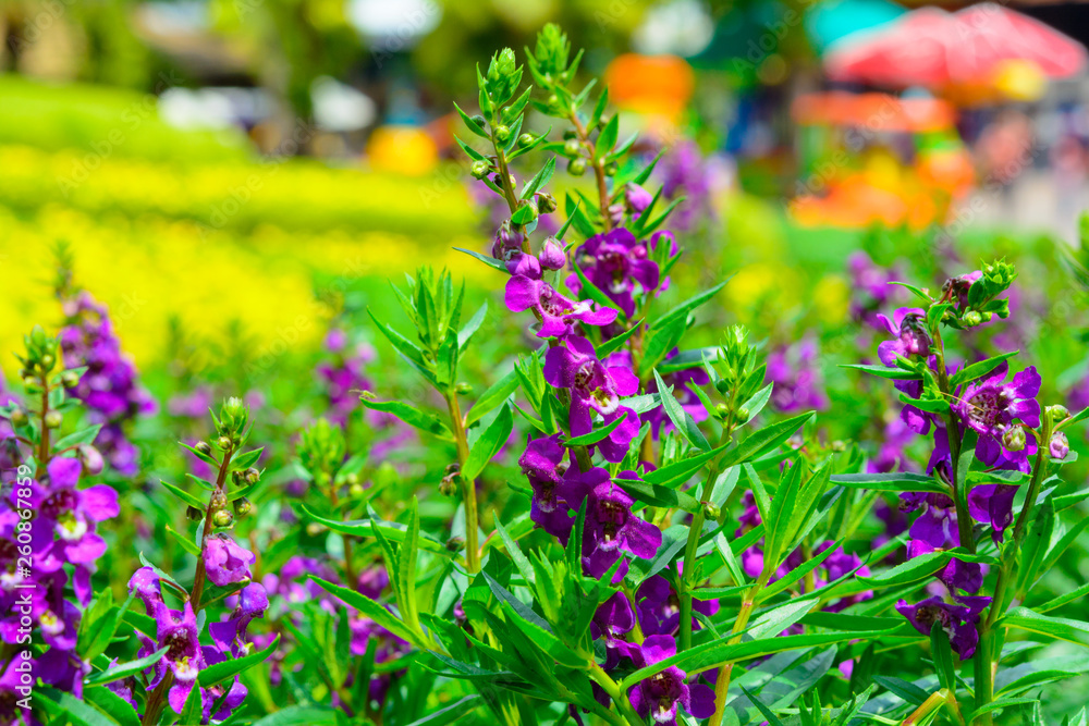 Obraz premium Purple Lavender flower background in gardens. Nature flower and outdoor background