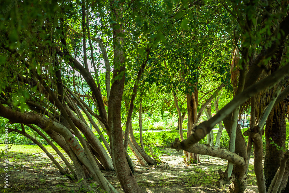 Obraz premium path in the forest
