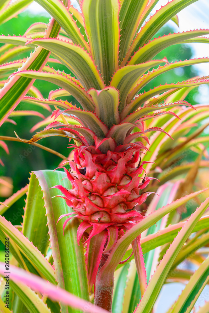 Obraz premium Colorful of bromeliad blossom background. Nature flower in gardens