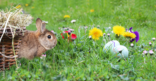 Ostern, Kaninchen sitz auf Grünem Gras mit eiern © Dumebi