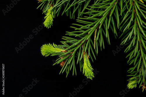 Christmas tree branch on a black background