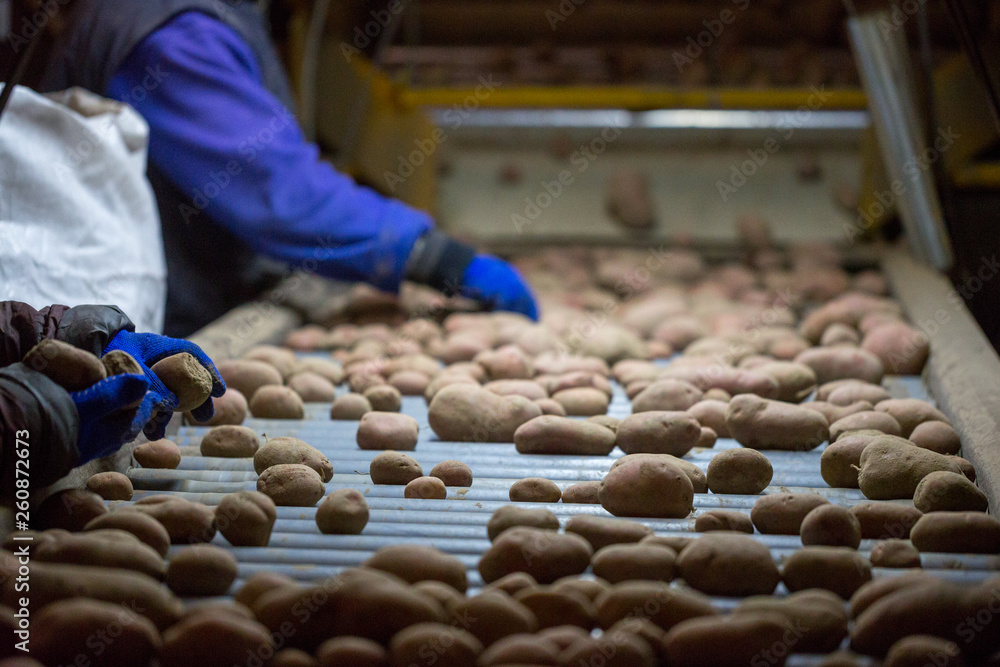 Employees sorting potatoes on a conveyor belt machine. Hands of workers in gloves in close-up. Employees sorting potatoes on a conveyor belt machine. Hands of workers in gloves in close-up.