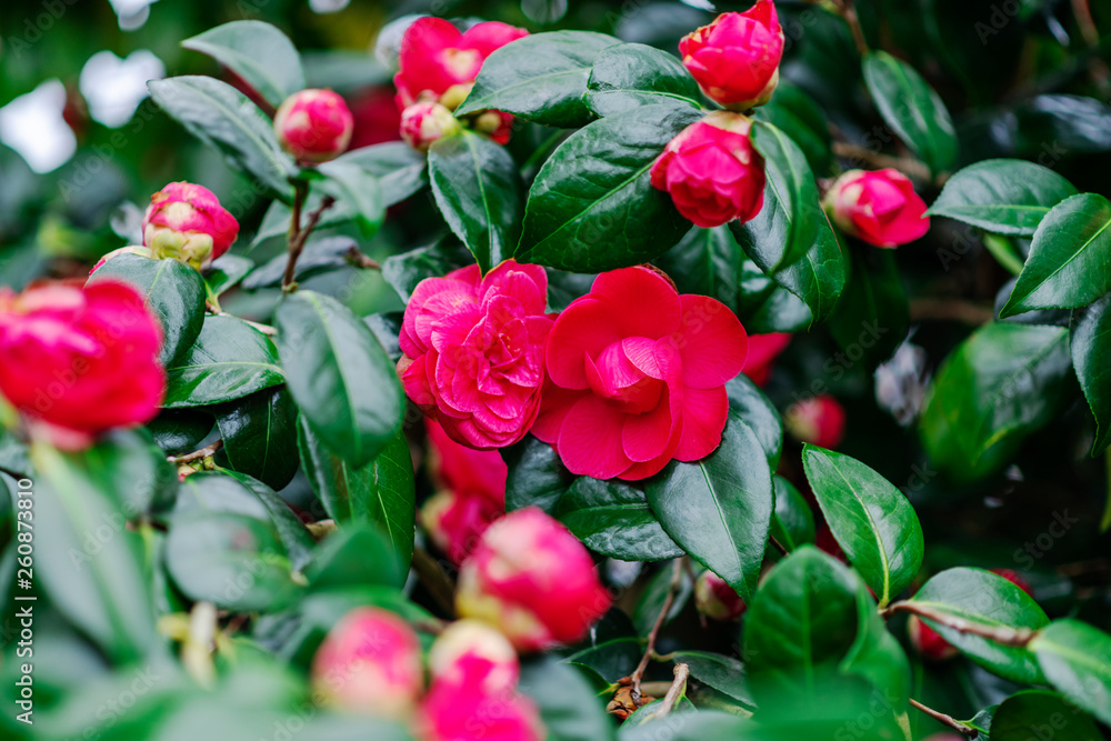 Pink blooming camellia flowers and buds in France Pink blooming camellia flowers and buds in France