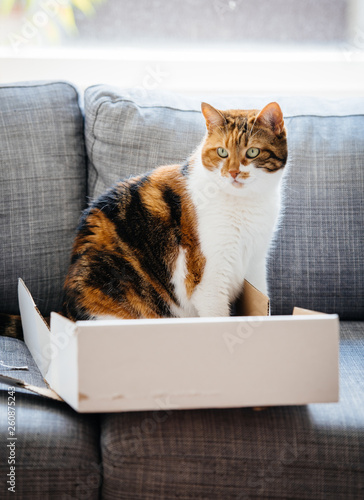 Beautiful curious cat in a box on the living room sofa - inspecting the box after unboxing unpacking 